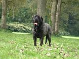 MASTIFF 363